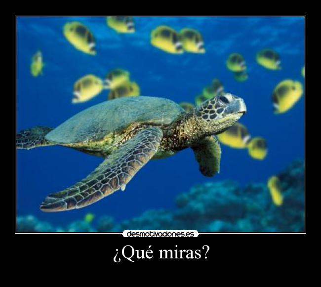 ¿Qué miras? - 