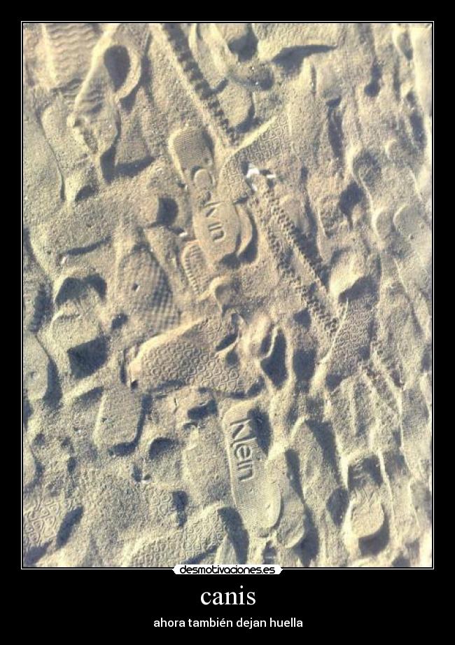 canis - ahora también dejan huella