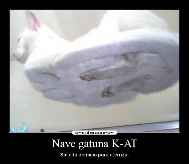 carteles gato desmotivaciones