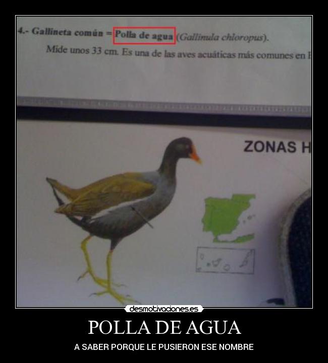 POLLA DE AGUA - A SABER PORQUE LE PUSIERON ESE NOMBRE