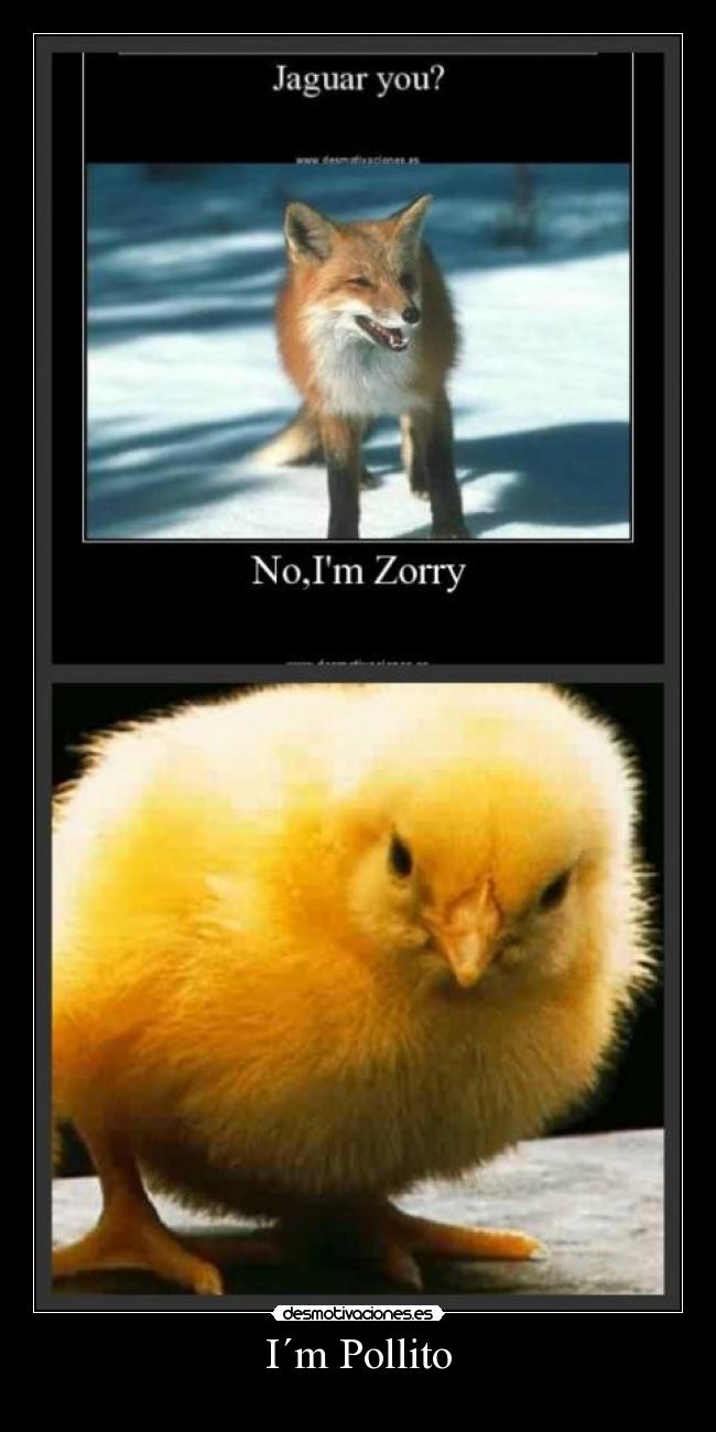 I´m Pollito -