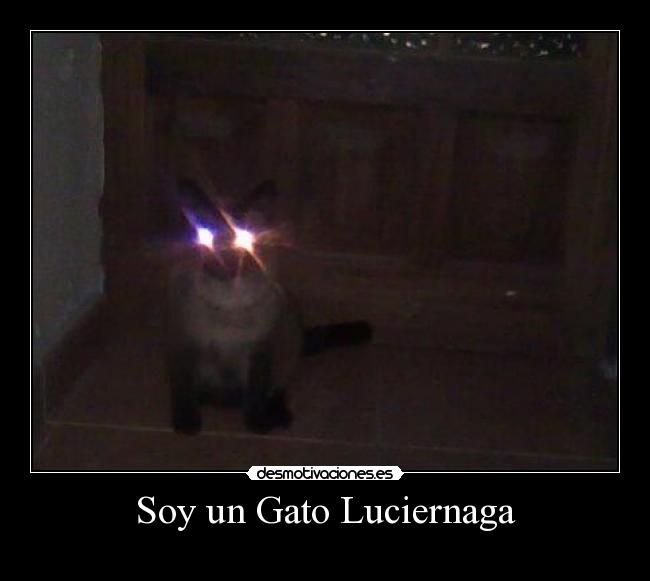 Soy un Gato Luciernaga -