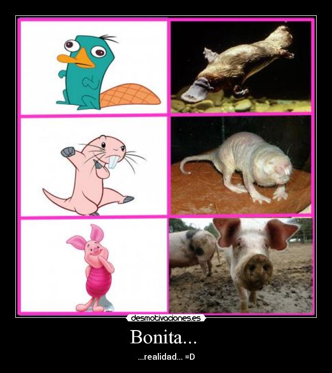 Bonita... -