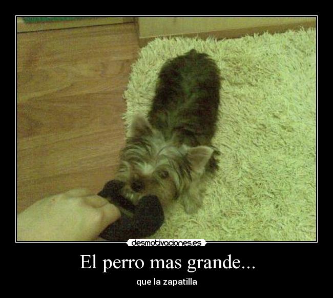 El perro mas grande... - que la zapatilla