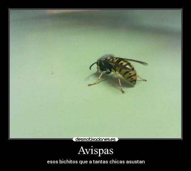 Avispas -