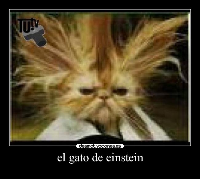 el gato de einstein - 