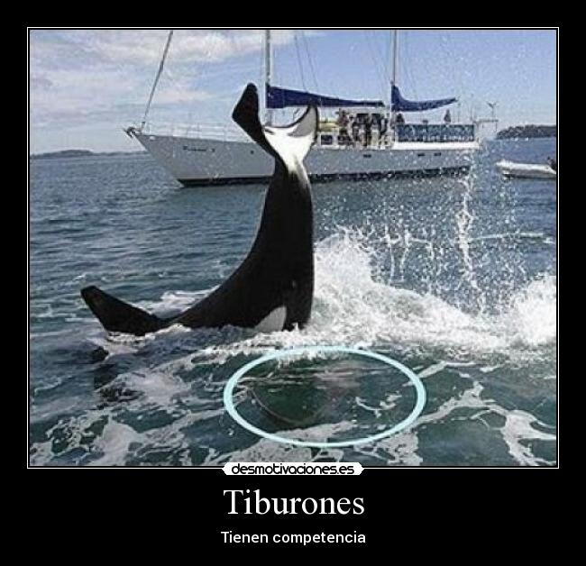 Tiburones - Tienen competencia