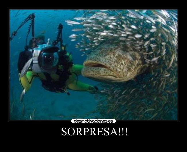 SORPRESA!!! -