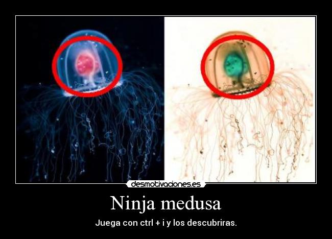 Ninja medusa - Juega con ctrl + i y los descubriras.