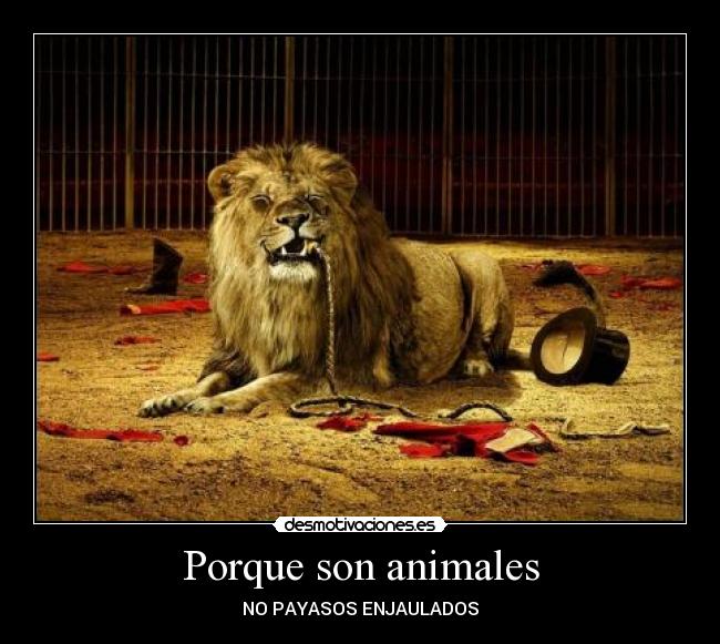 Porque son animales - 