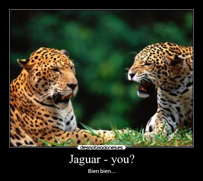 Jaguar - you? -