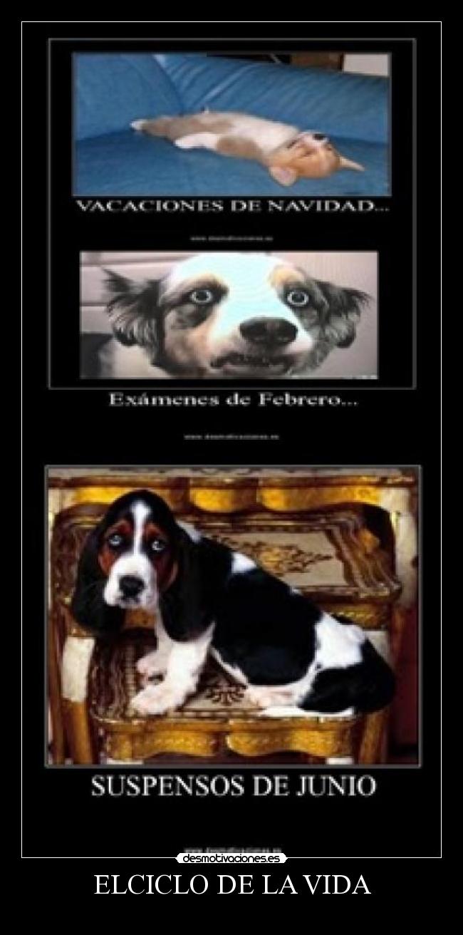 ELCICLO DE LA VIDA -