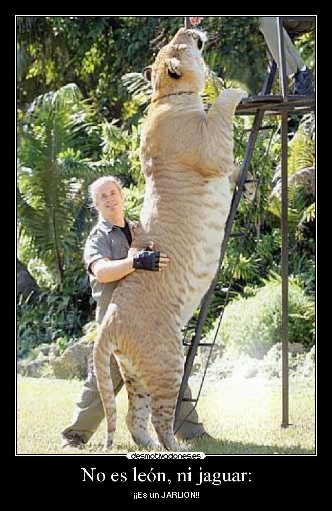 No es león, ni jaguar: - ¡¡Es un JARLION!!