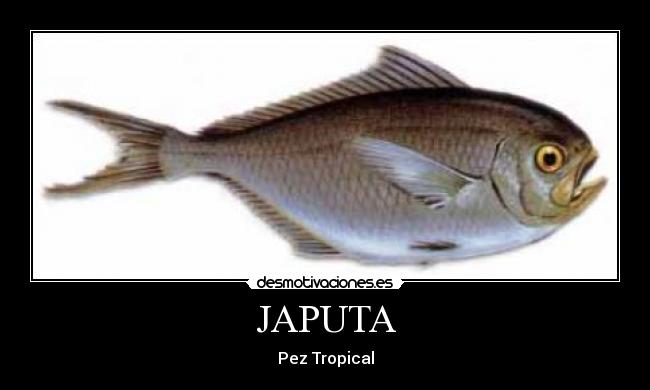 JAPUTA - 