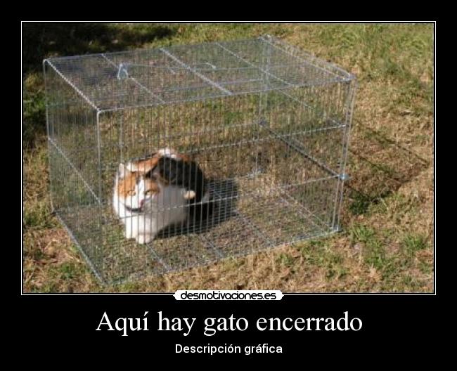Aquí hay gato encerrado -