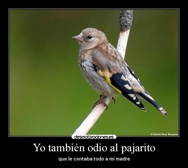 Yo también odio al pajarito - que le contaba todo a mi madre