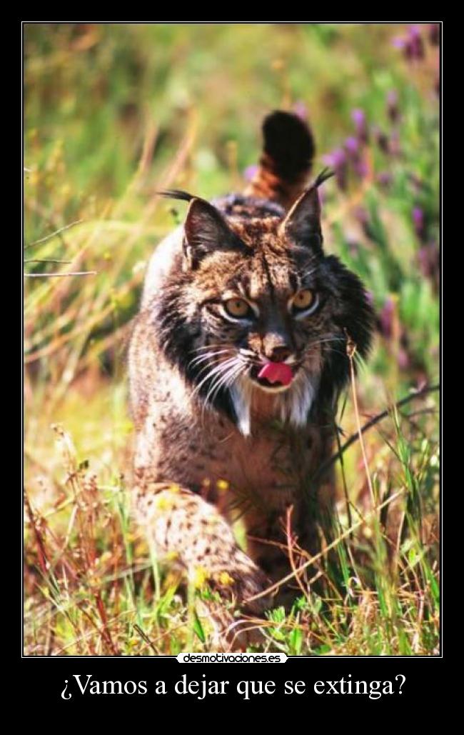 carteles lince desmotivaciones