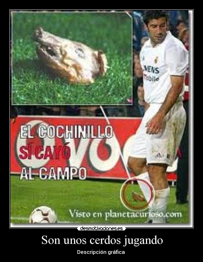 Son unos cerdos jugando -