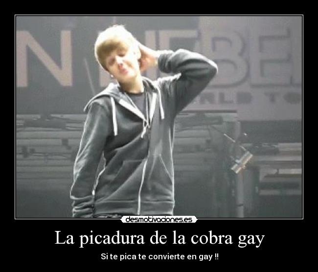 La picadura de la cobra gay -