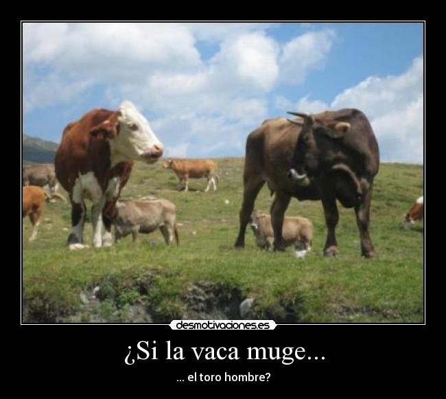 ¿Si la vaca muge... -