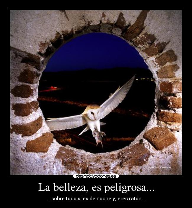 La belleza, es peligrosa... - ...sobre todo si es de noche y, eres ratón...