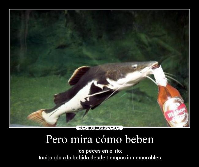 Pero mira cómo beben - los peces en el río:
Incitando a la bebida desde tiempos inmemorables