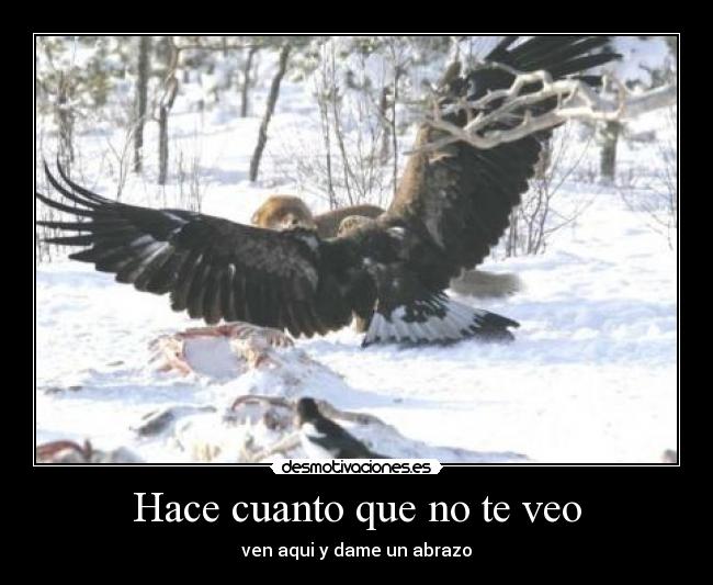 carteles aguila zorro abrazo tiempo ver desmotivaciones
