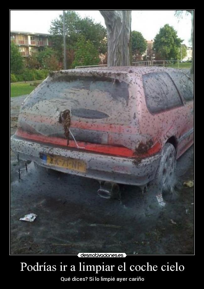 Podrías ir a limpiar el coche cielo - 