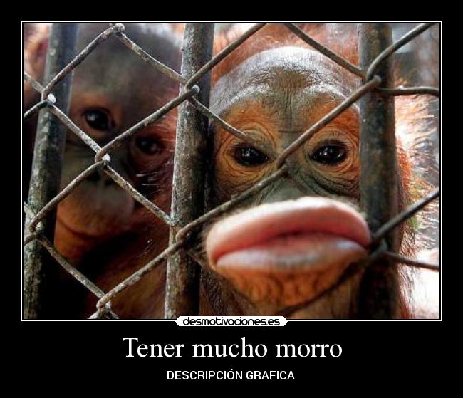 Tener mucho morro -