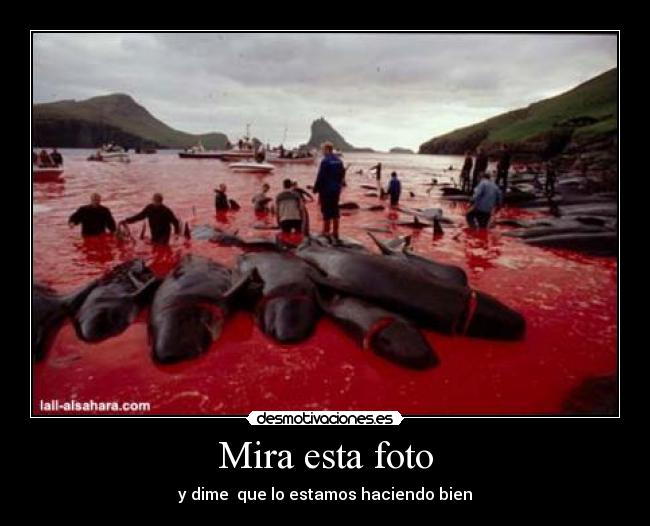 carteles ballenas muertas agua roja destruccion fuf desmotivaciones