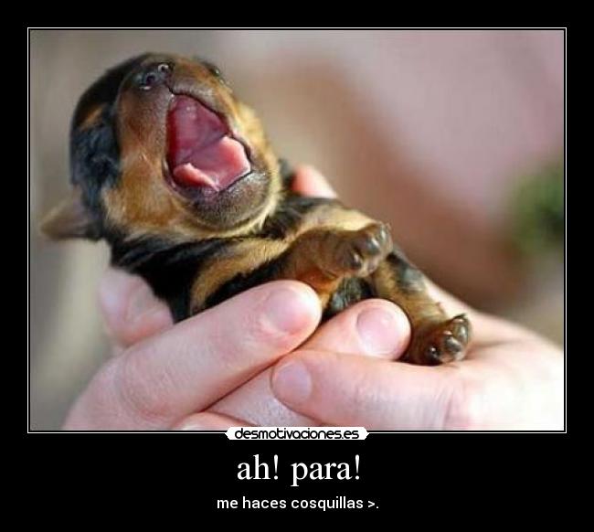 ah! para! - 