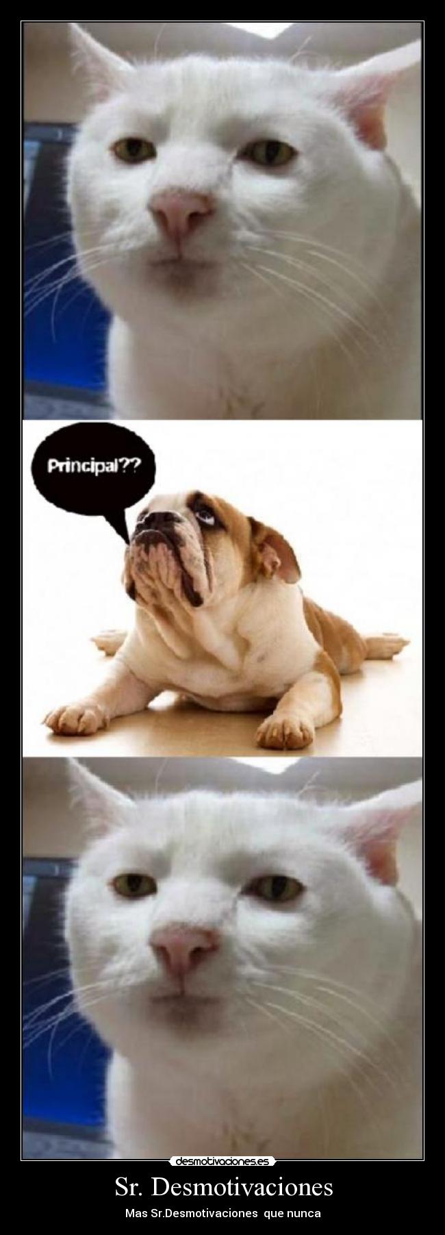 Sr. Desmotivaciones - Mas Sr.Desmotivaciones que nunca