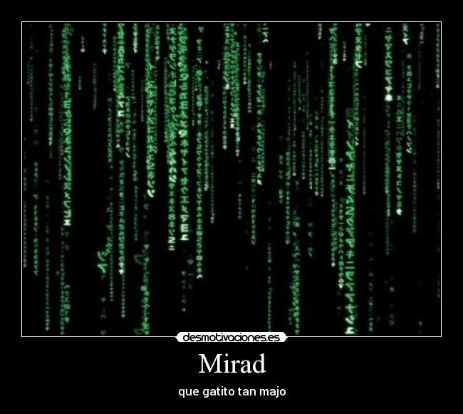 Mirad - que gatito tan majo