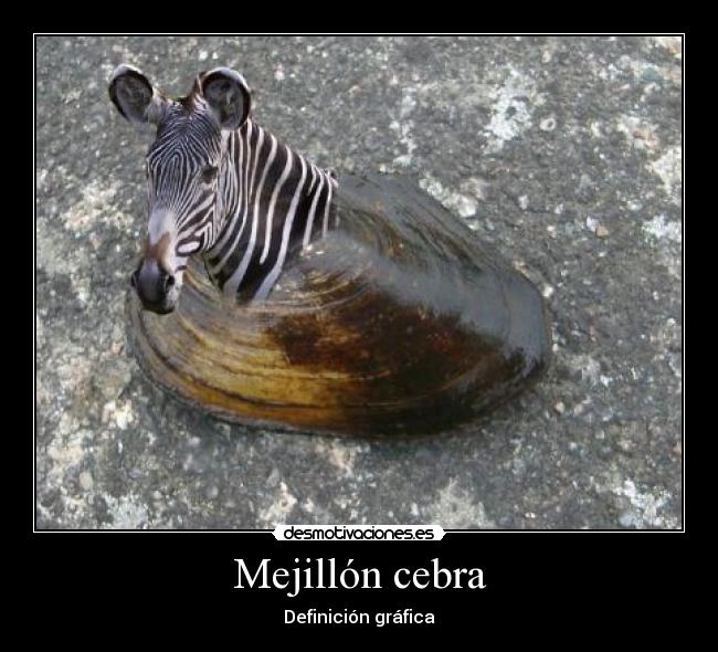 Mejillón cebra - 