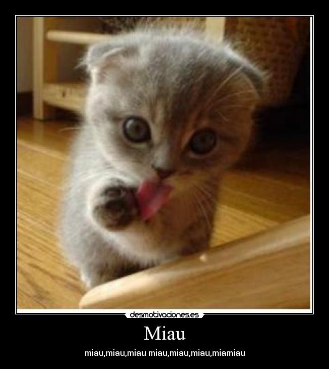 Miau -