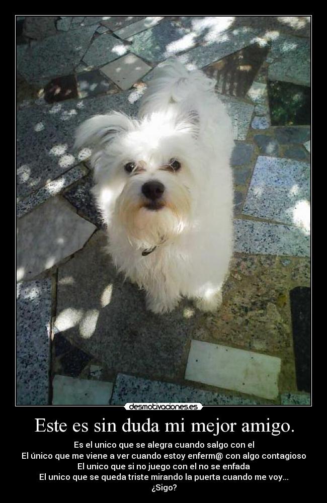 Este es sin duda mi mejor amigo. - Es el unico que se alegra cuando salgo con el
El único que me viene a ver cuando estoy enferm@ con algo contagioso
El unico que si no juego con el no se enfada
El unico que se queda triste mirando la puerta cuando me voy...
¿Sigo?