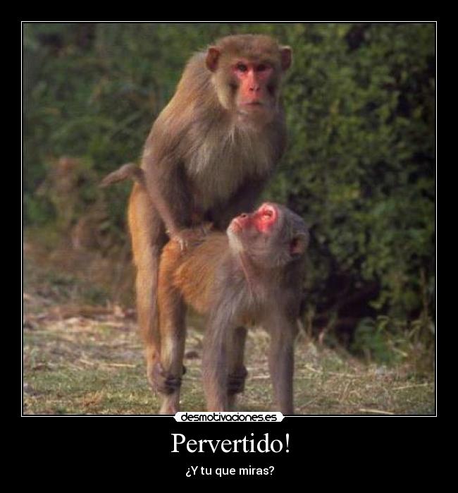 Pervertido! - 