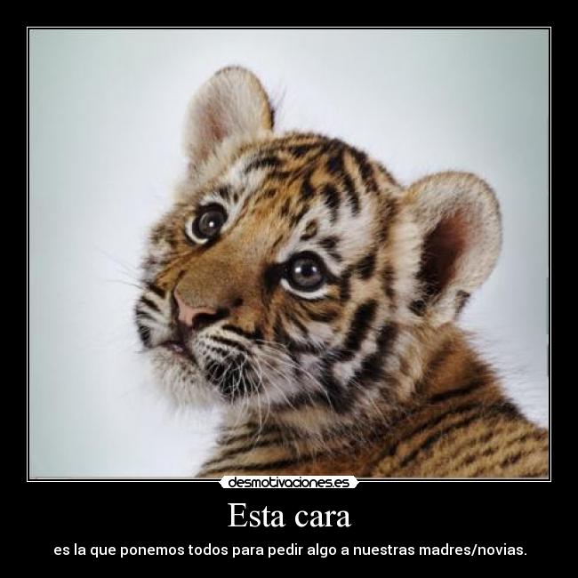 Esta cara - es la que ponemos todos para pedir algo a nuestras madres/novias.