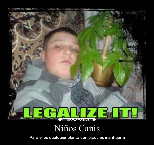 Niños Canis -