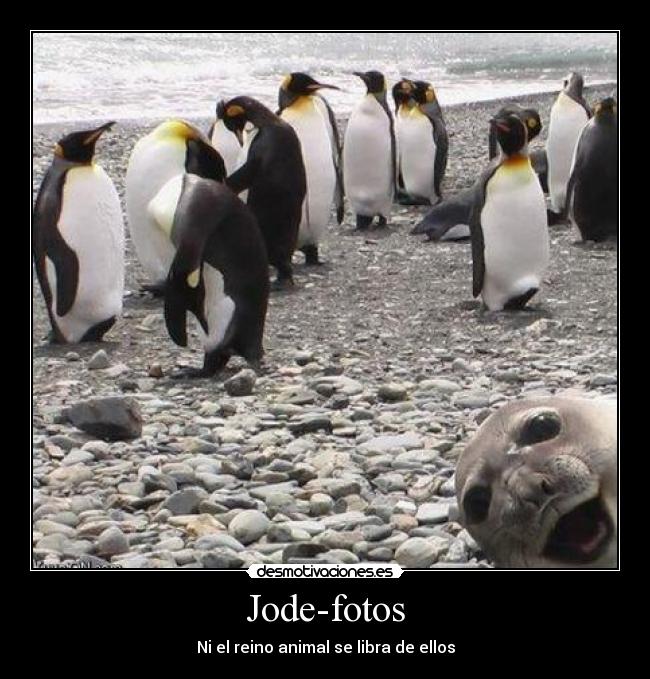Jode-fotos - 