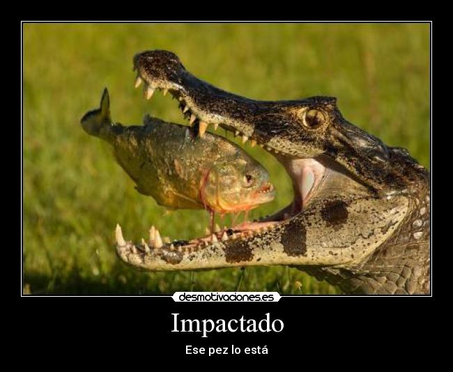 Impactado - Ese pez lo está