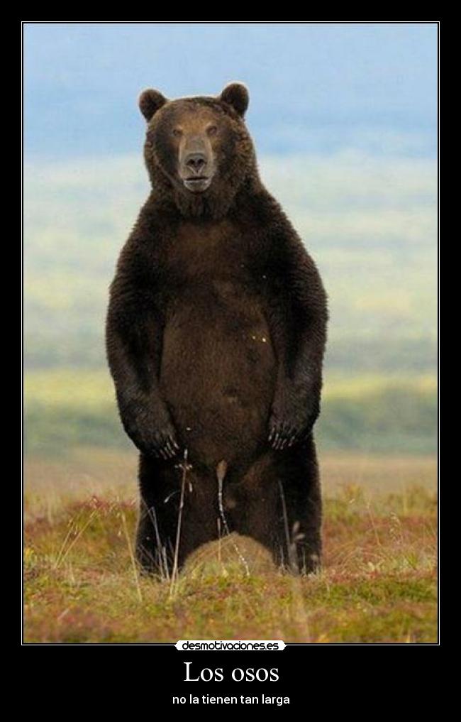 Los osos - 