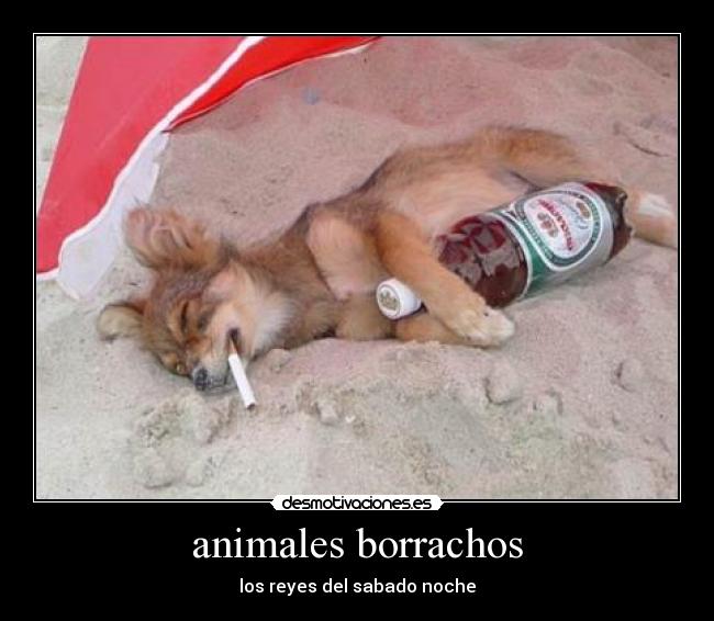 animales borrachos -
