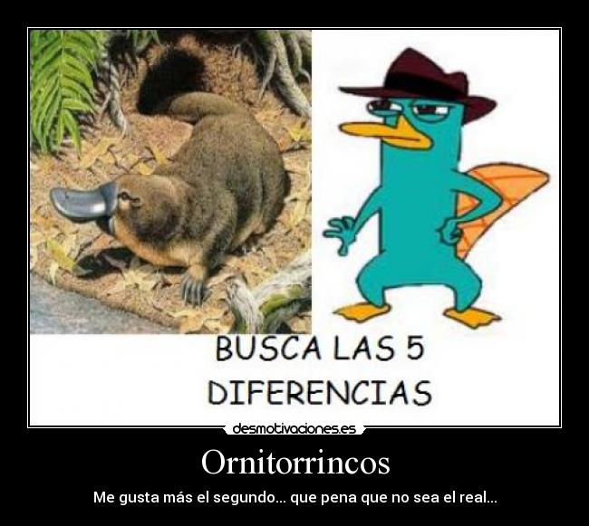 Ornitorrincos -