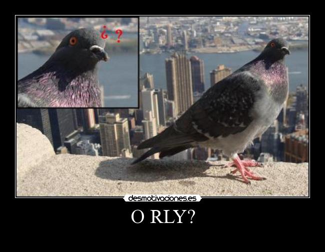 O RLY? -  