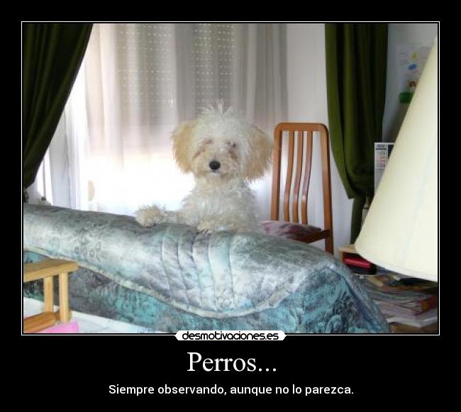 Perros... - 