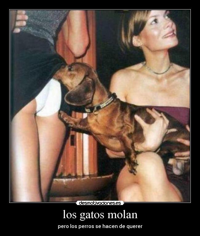 los gatos molan - pero los perros se hacen de querer