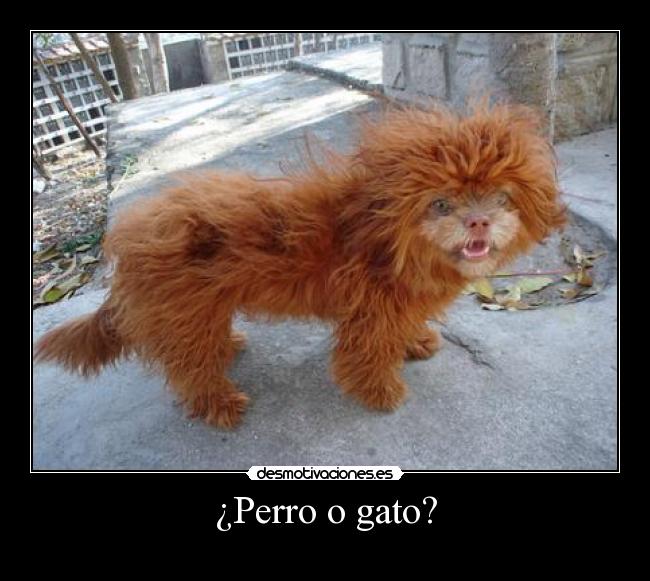 ¿Perro o gato? - 