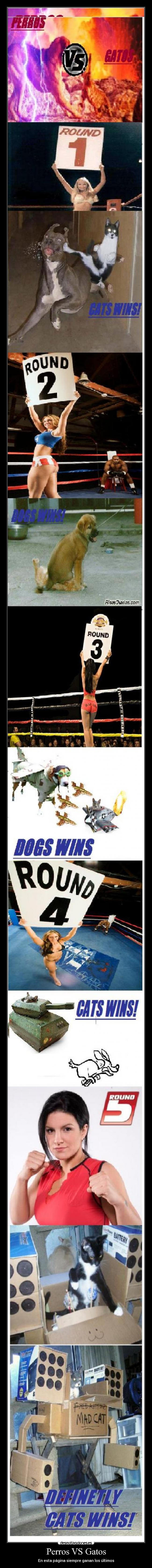 Perros VS Gatos -
