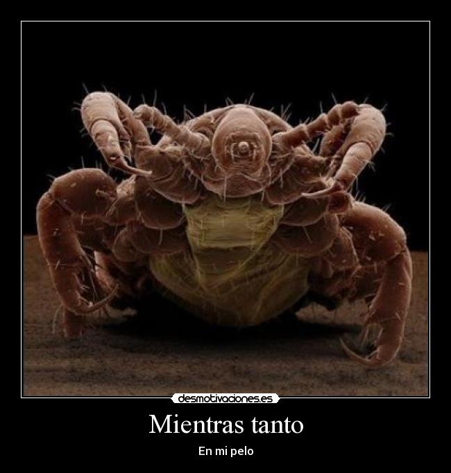 Mientras tanto - En mi pelo